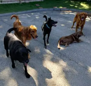 Doggie Daycare for dogs in Kansas City