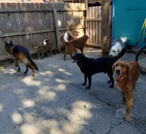 Backyard, fenced in play area at Doggie Style Bowtique - Daycare Services located in Kansas City